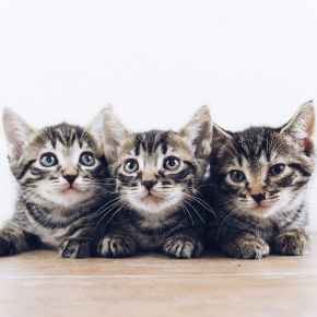 Picture for category Purrrrfect New Kitten? Some things they may need!